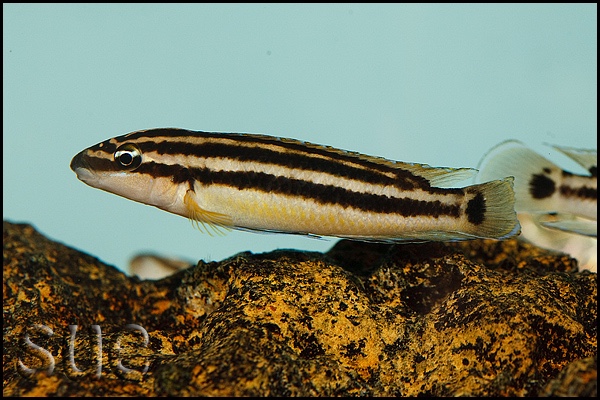 Julidochromis ornatus 'Mbita Island'